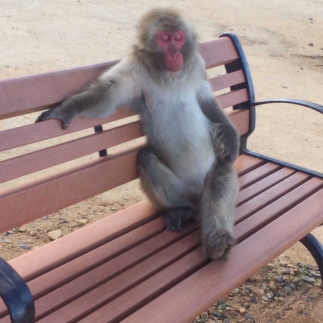 A Japanese macaque rests on a bench at Iwatayama Monkey Park — Arashiyama, Kyoto, Japan