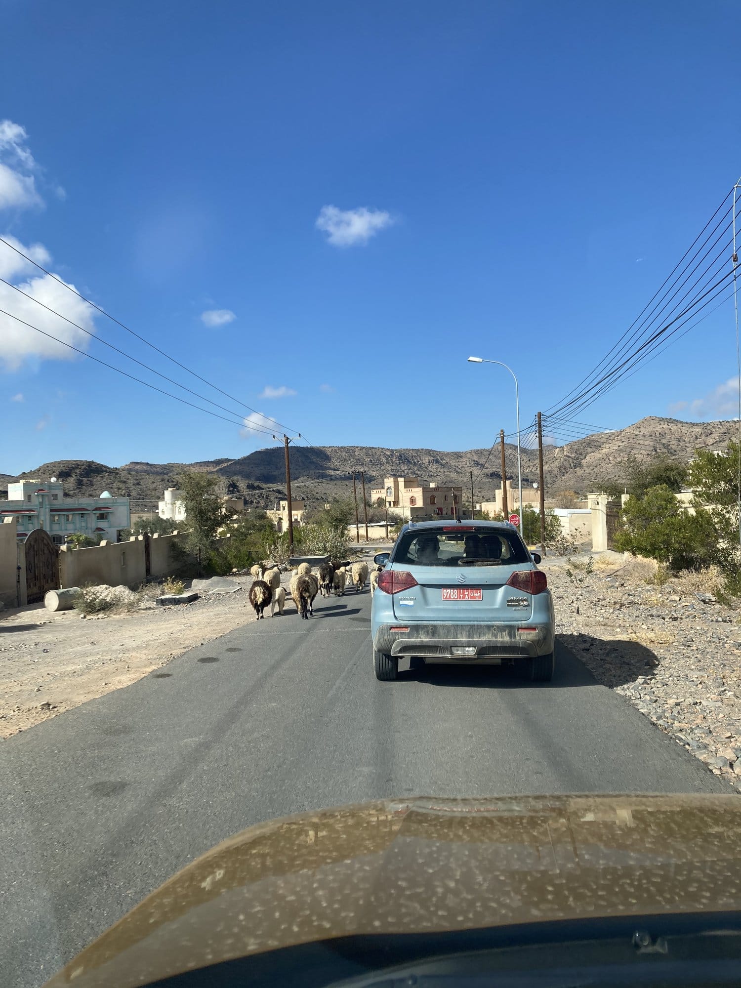 Road scene near Nizwá with goats crossing and a car waiting, mountains behind — Nizwá, Oman