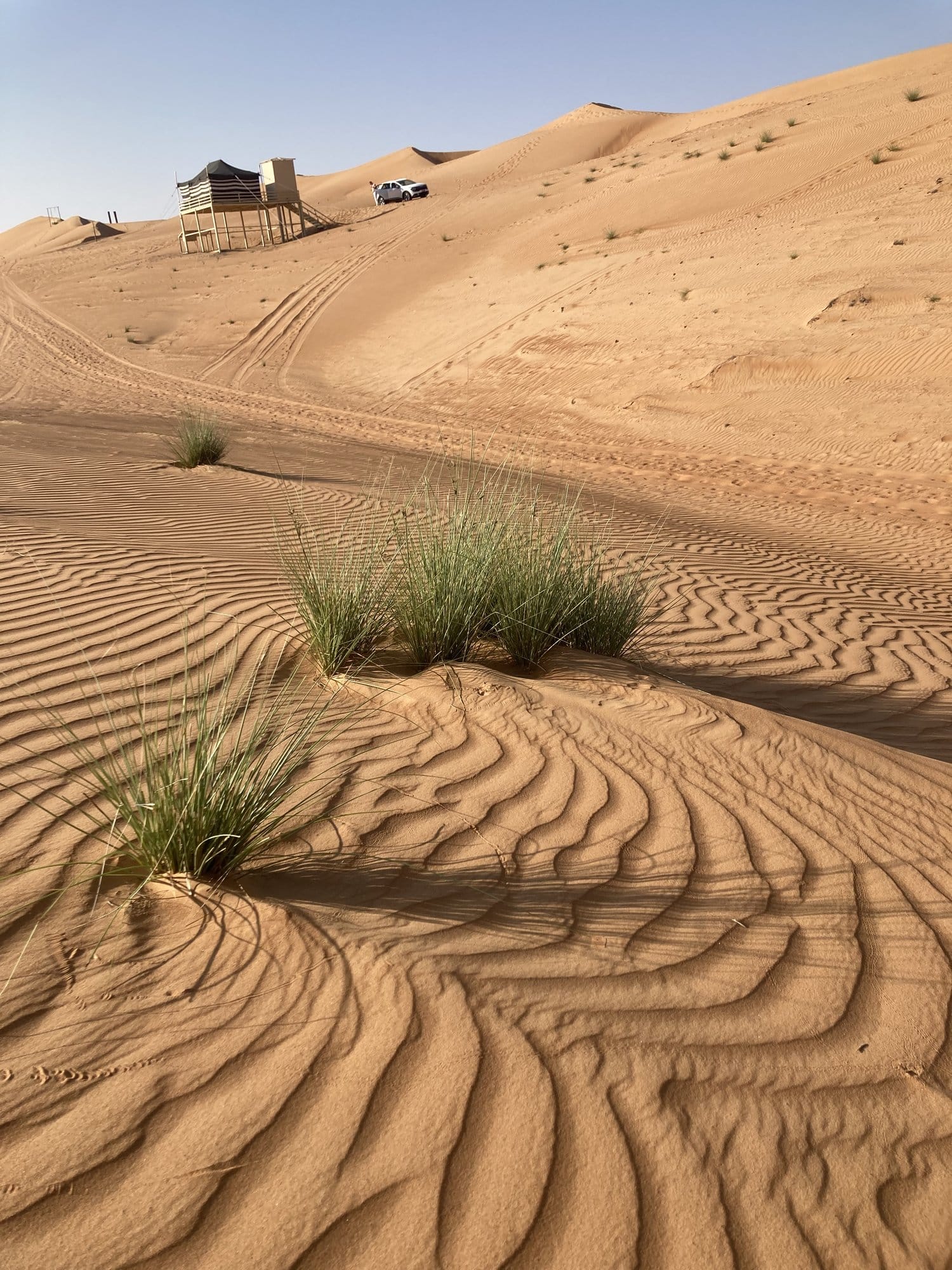 Desert landscape with wind-sculpted sand patterns and grass tufts, camp structures in the background โ Wahiba Sands, Oman