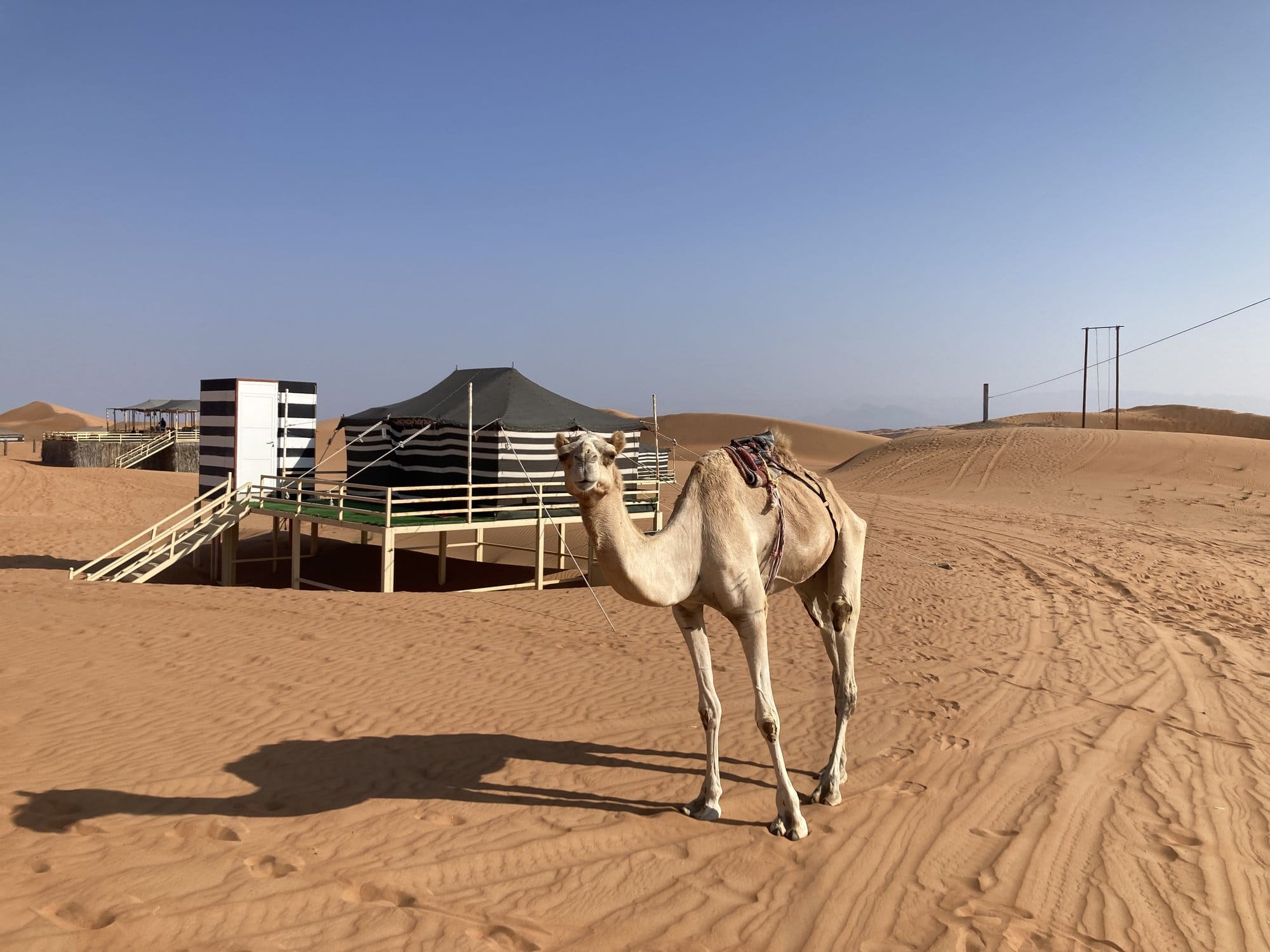 A camel standing near the Bedouin camp structures with sand dunes stretching behind — Wahiba Sands, Oman