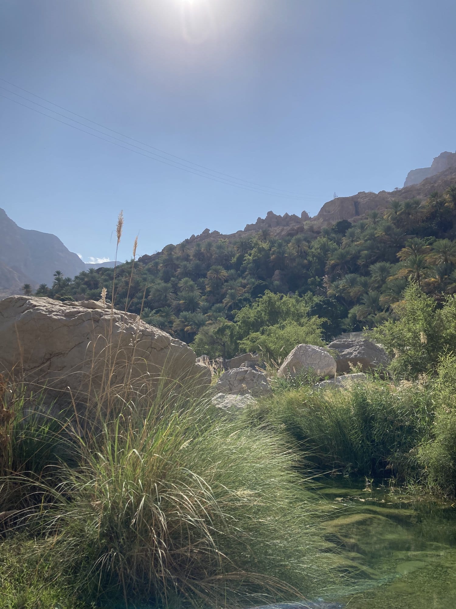 Lush vegetation along the wadi — palms, reeds, and green water with mountains behind — Wadi Tiwi, Oman