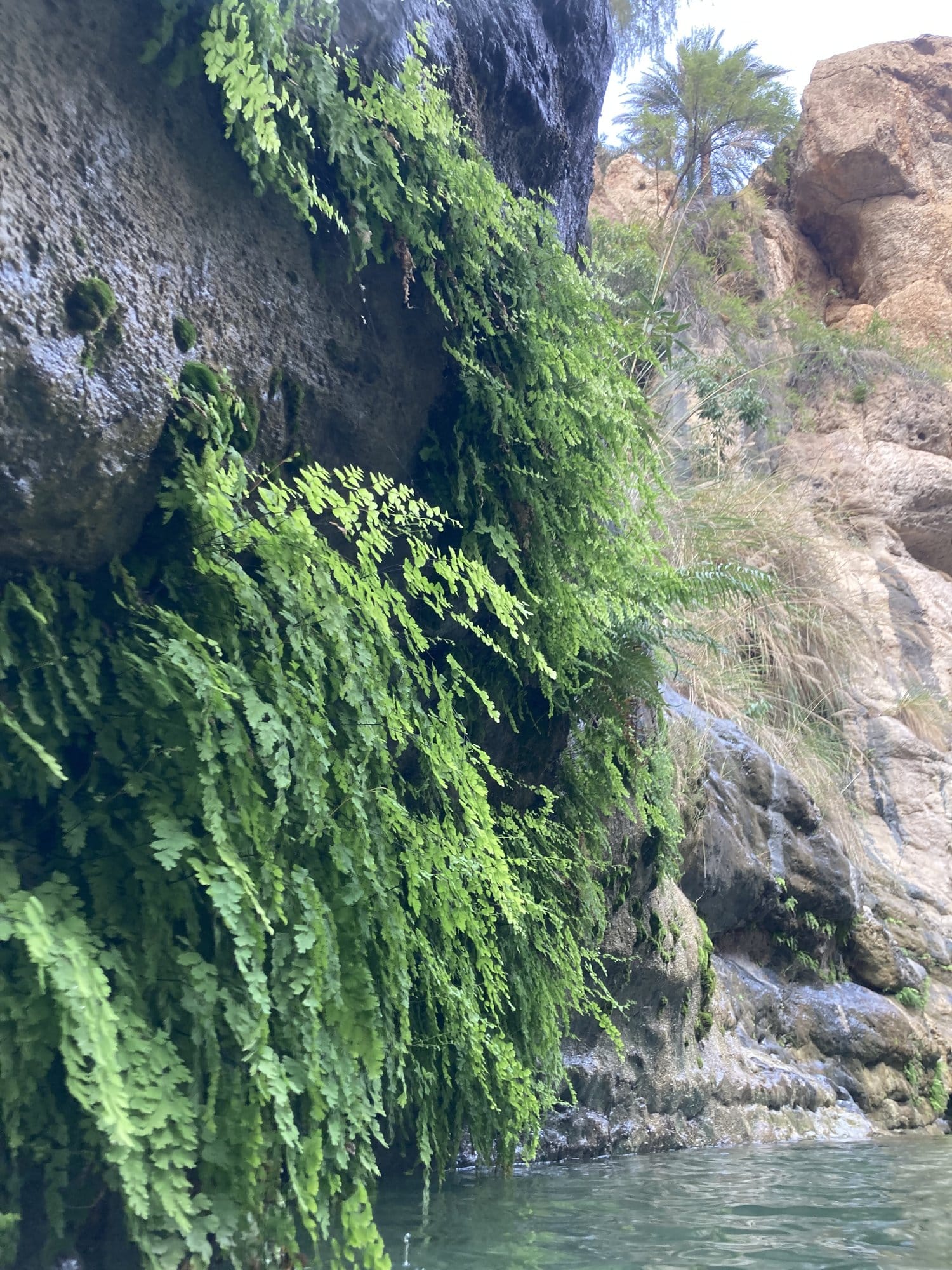 Maidenhair ferns cascading from a rock overhang above the wadi pool — Wadi Tiwi, Oman