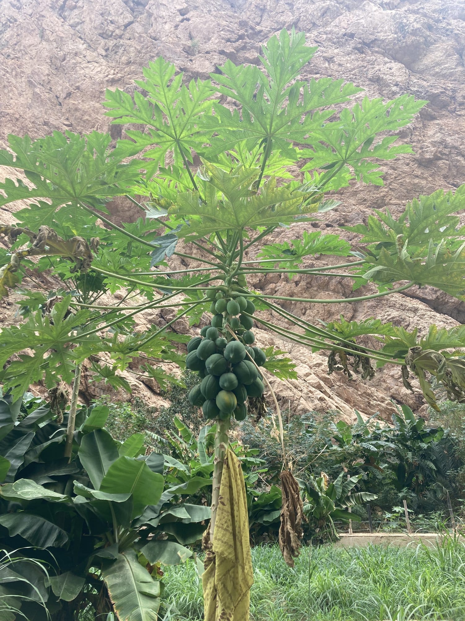 Papaya tree loaded with green fruit in the tropical wadi vegetation — Wadi Shab, Oman