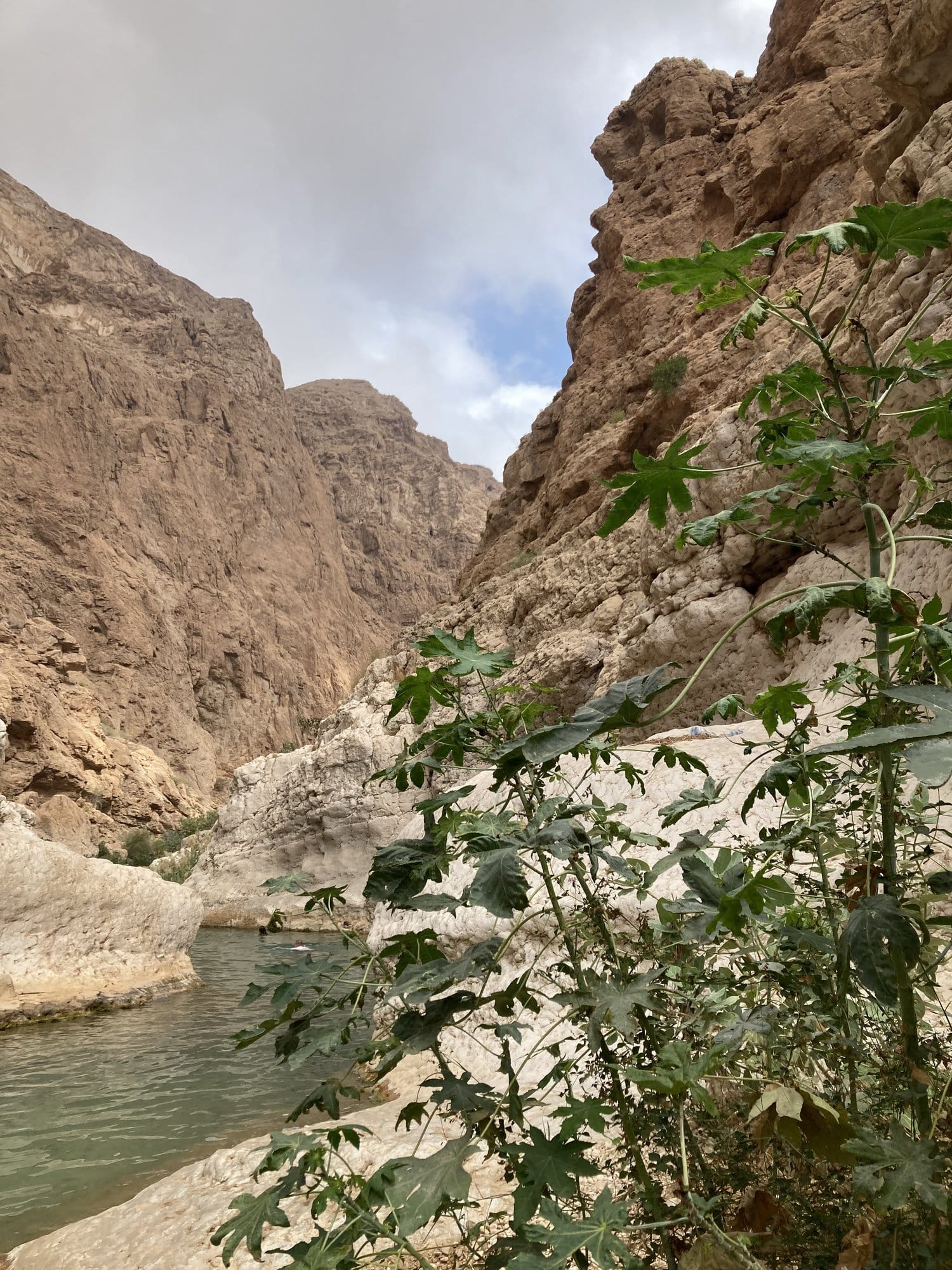 Narrow gorge with emerald pool and papaya trees growing from the canyon walls — Wadi Shab, Oman