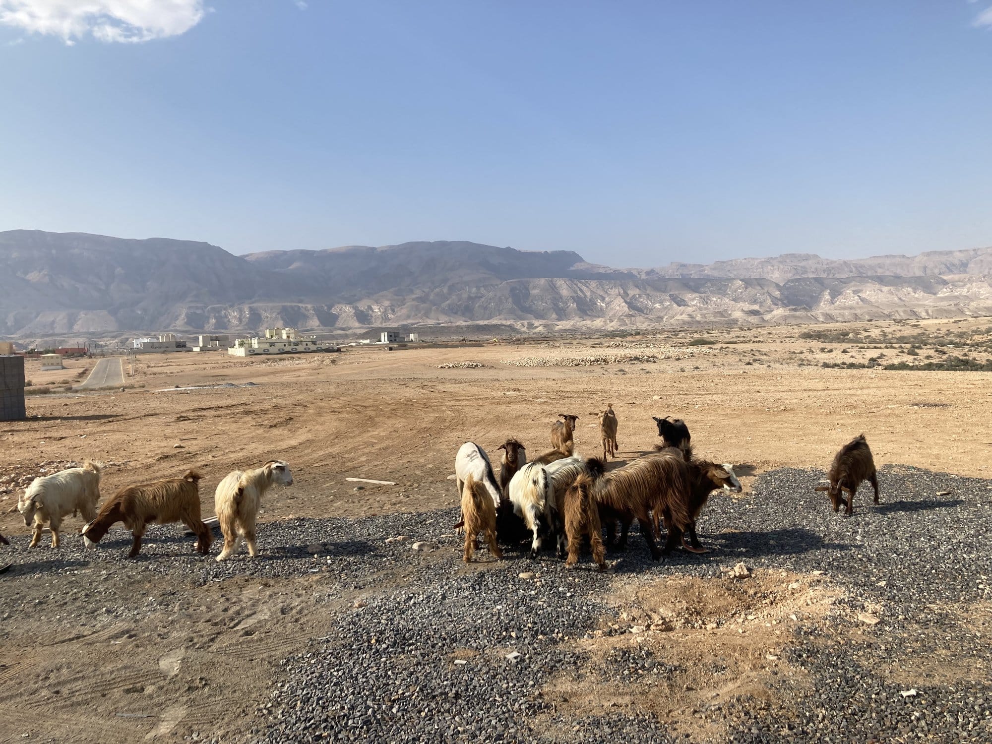 Herd of Omani goats on an arid roadside with mountains behind — near Sur, Oman