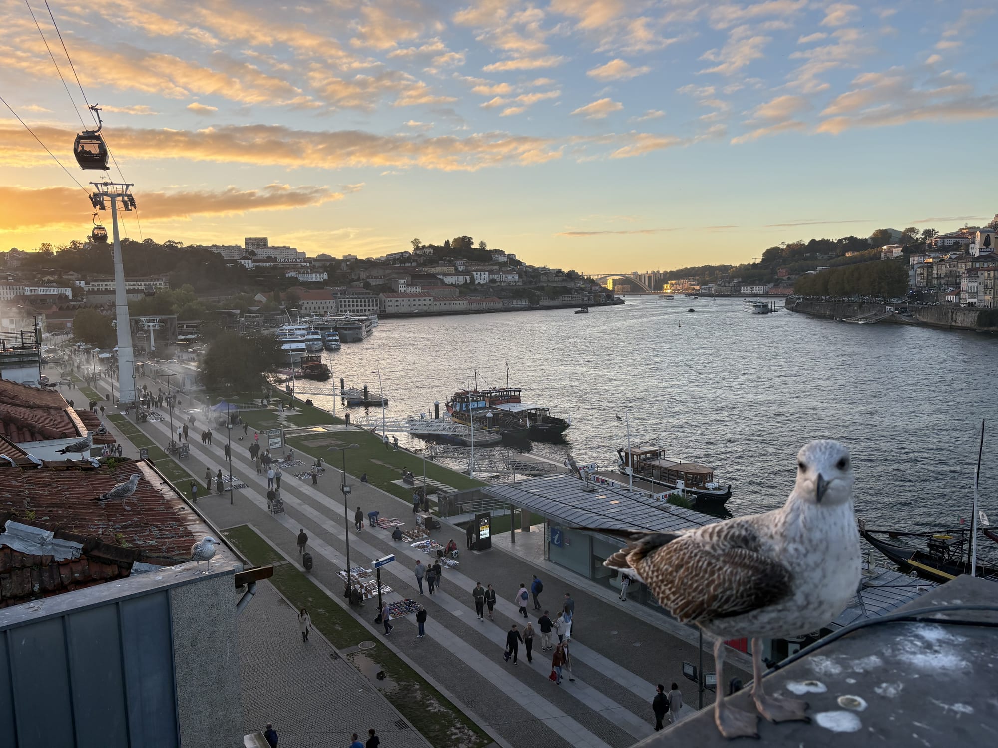 Sunset over the Douro with cable car and mouette — Vila Nova de Gaia, Porto