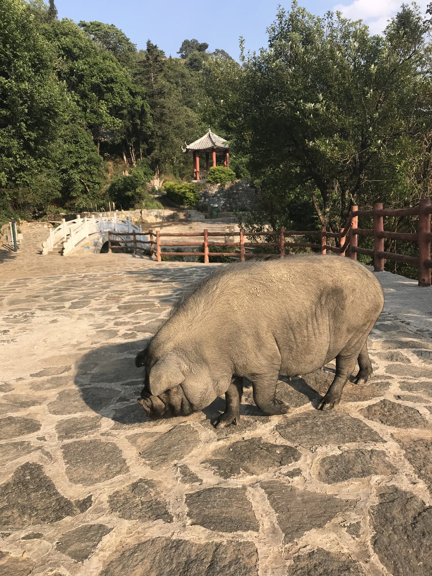 A pig taking its time on the paved path above the terraces.