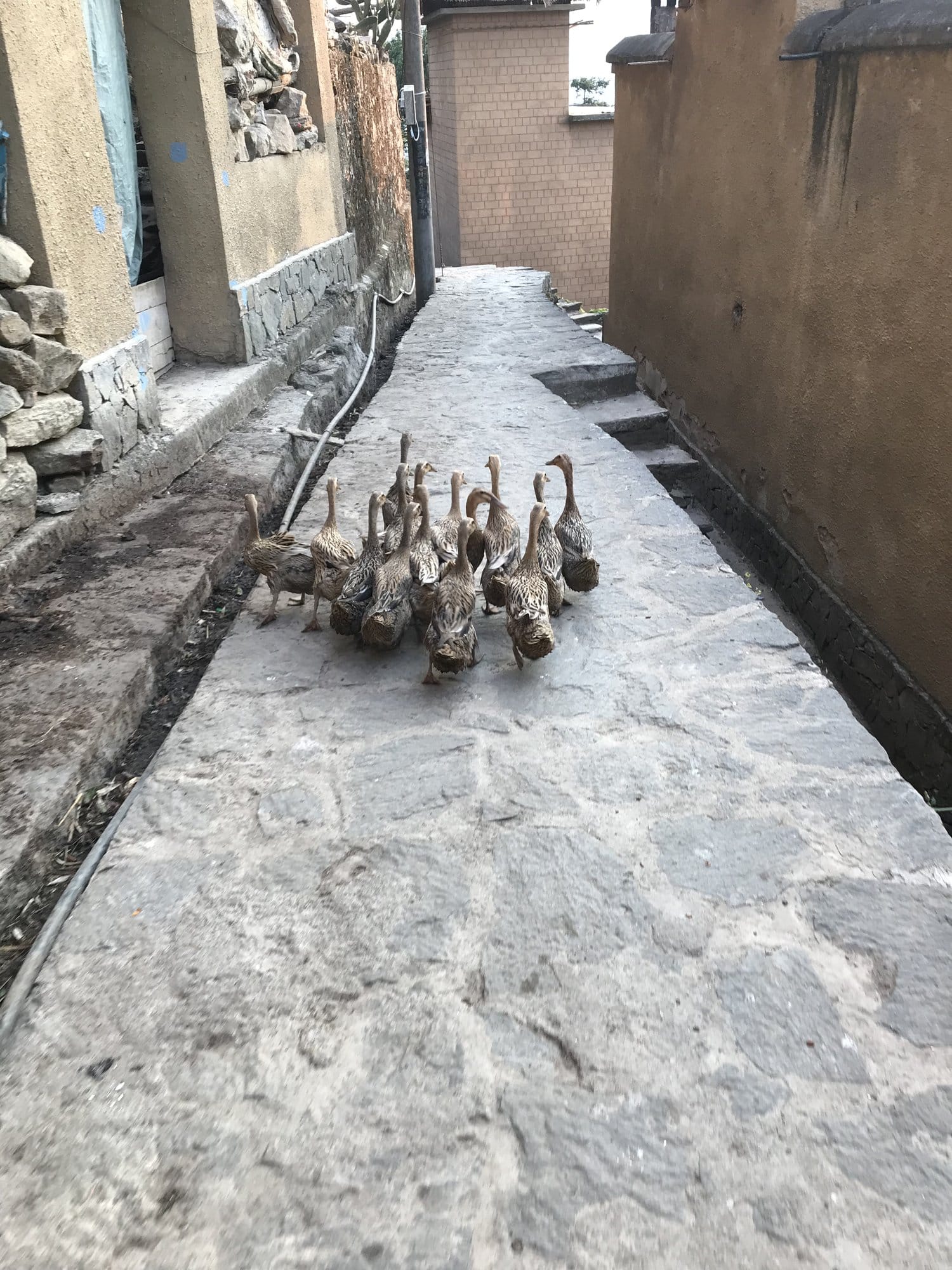 Ducks working their way up a village alley.