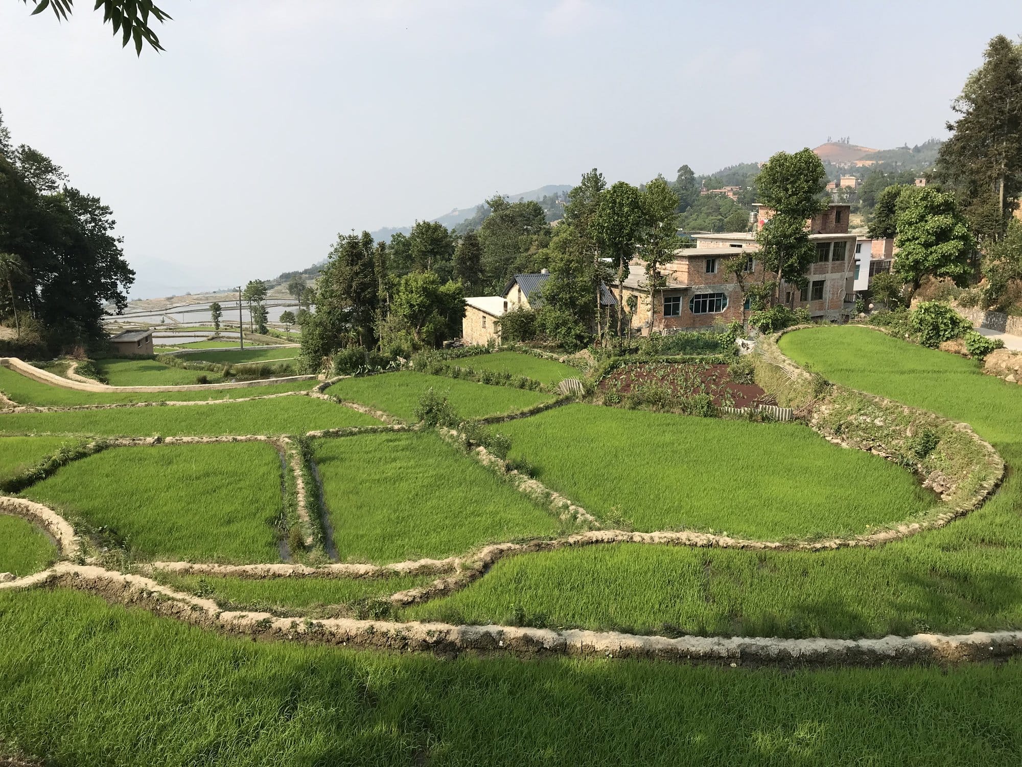 Terraces already planted and green, with the village above — the same hillside, a few hundred metres from the flooded basins.