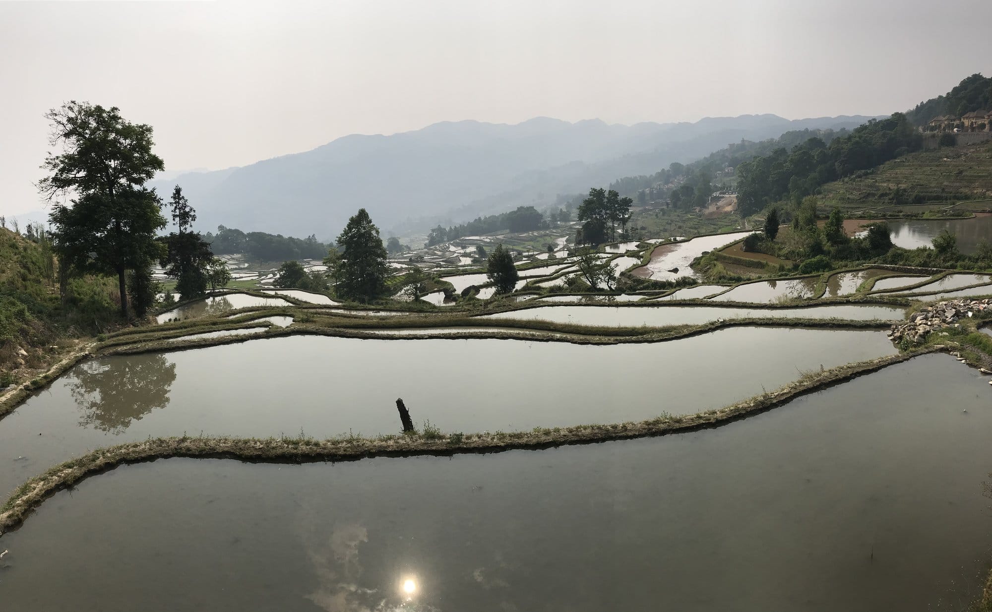 A roadside view of the flooded terraces, the basins holding the light in the late morning.