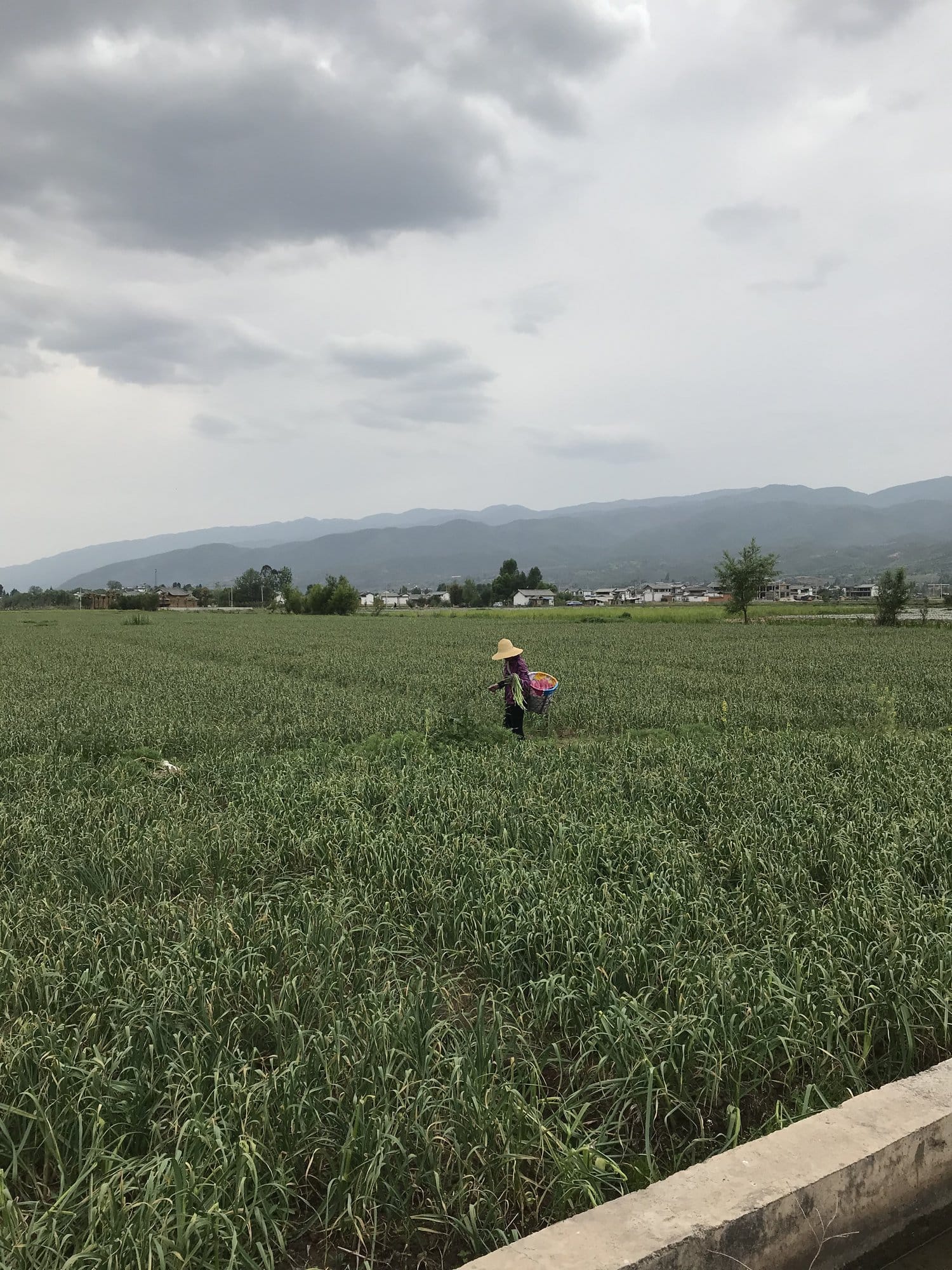 Garlic fields filling the valley floor outside the village.