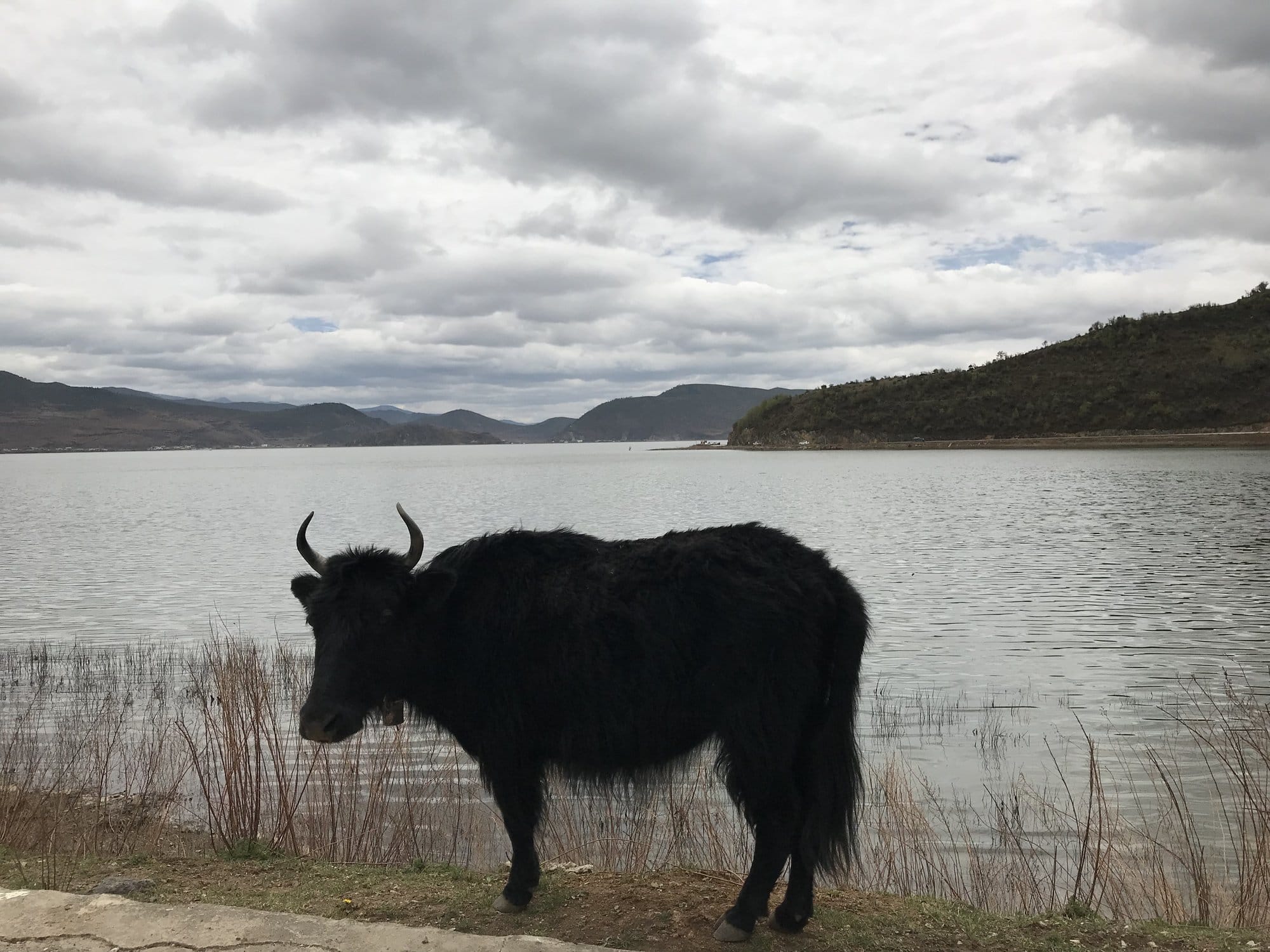 A yak at the edge of Napa Lake, bare hills behind.