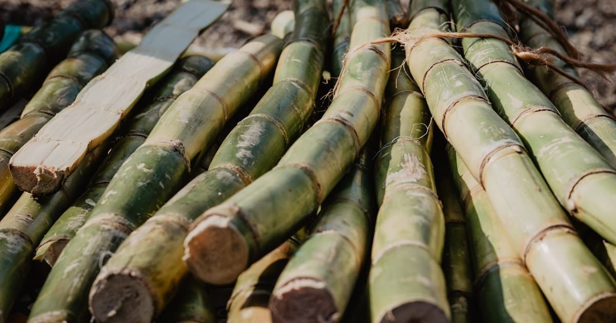 Sugar cane field ready for harvest