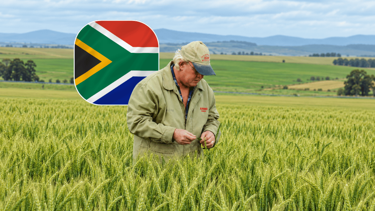 Barley, canola and oats all grew this winter, but wheat is having its worst year in eight