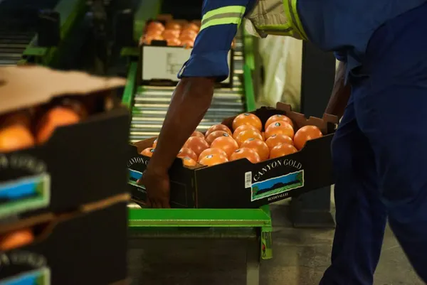 SA Becomes World's Largest Citrus Exporter
