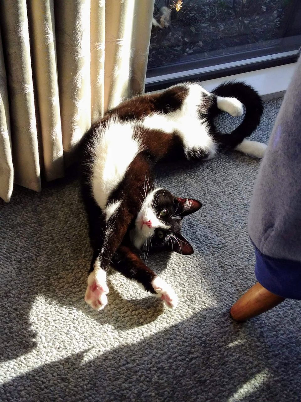 The difference between a comma and a cat