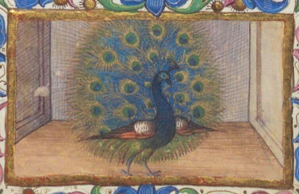 Medieval safari: creatures of the sky