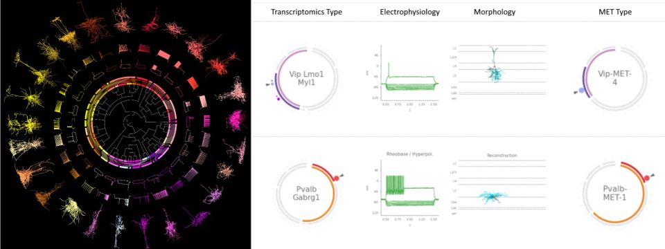 Straightforward Steps to Marginally Improve Odds of Whole Brain Emulation