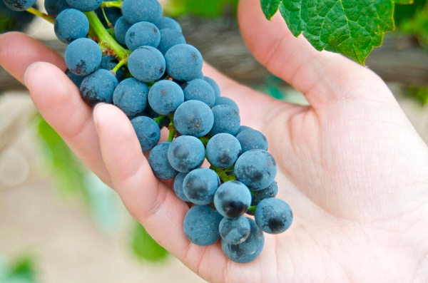 The Greatest Grape: Winemakers discuss varietals of the Snake River Valley AVA