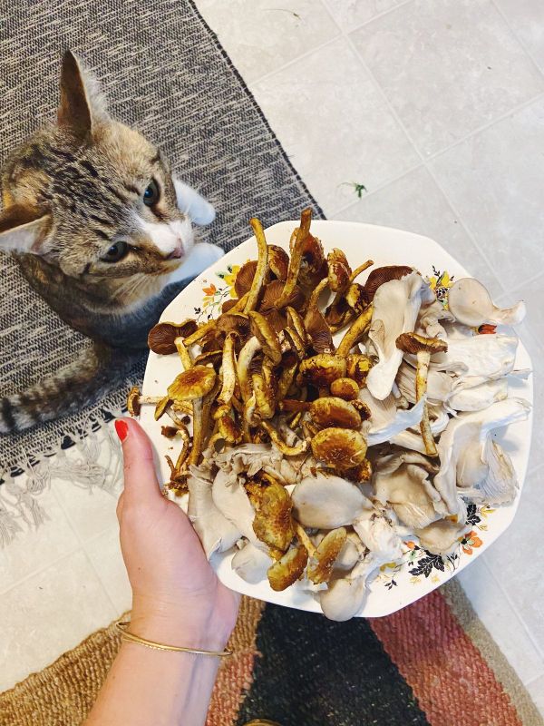 pork chops with tangy mushrooms