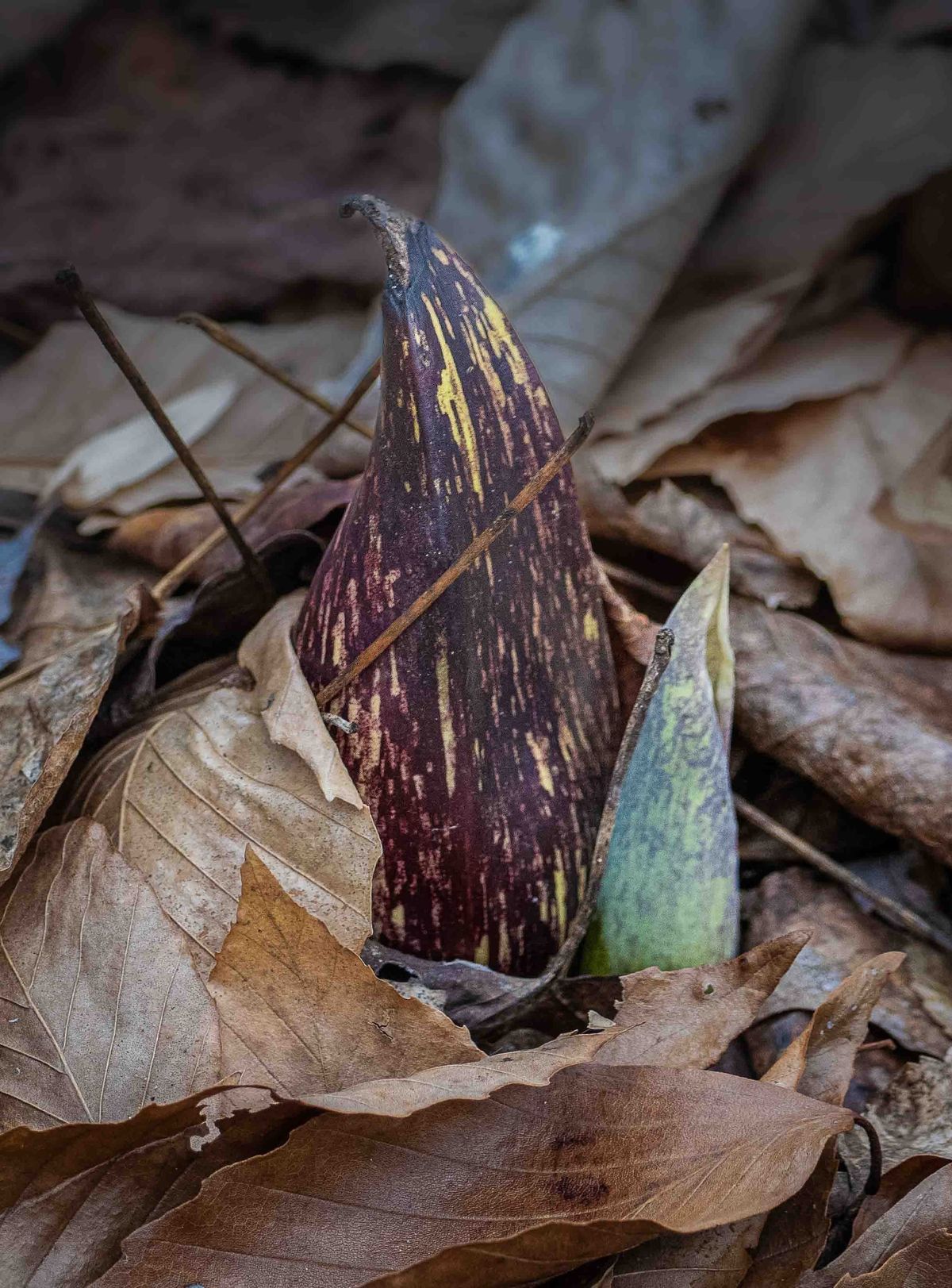 Spathe & Spadix