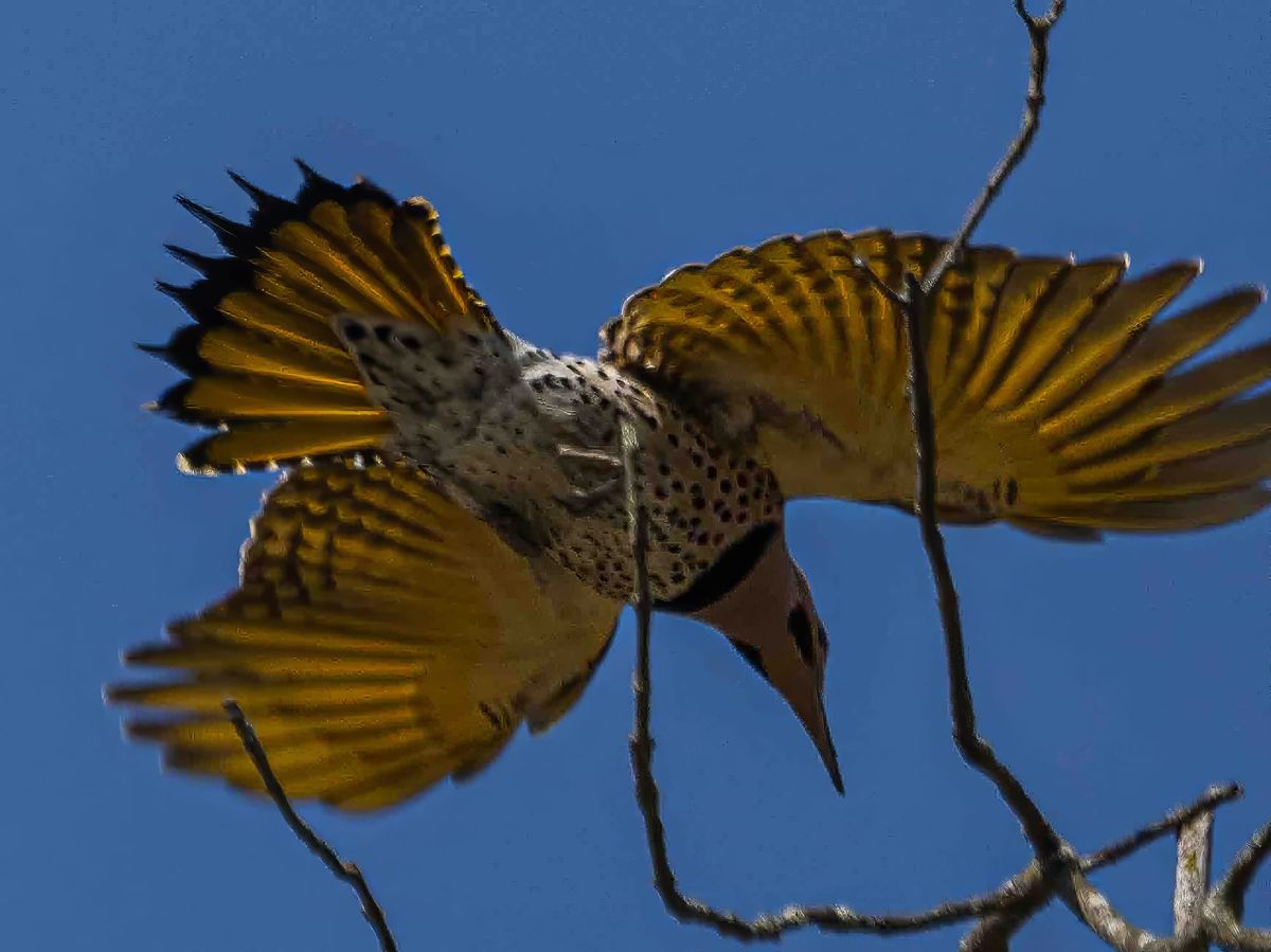 Northern Flickers