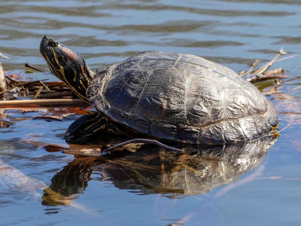 Recently at Nixon Park