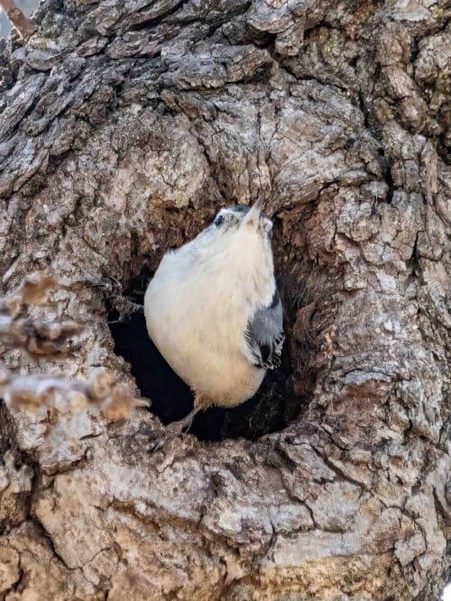 Nuthatch nest