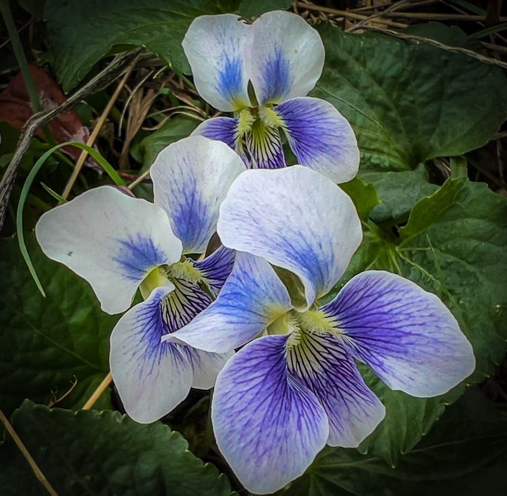 Morning walk flowers
