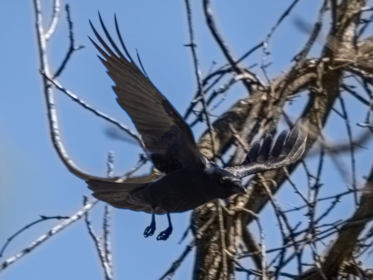 Which Crow?