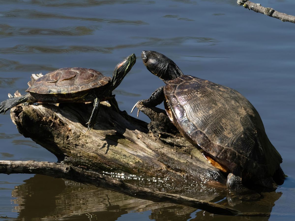 Pond & Red-Eared Sliders