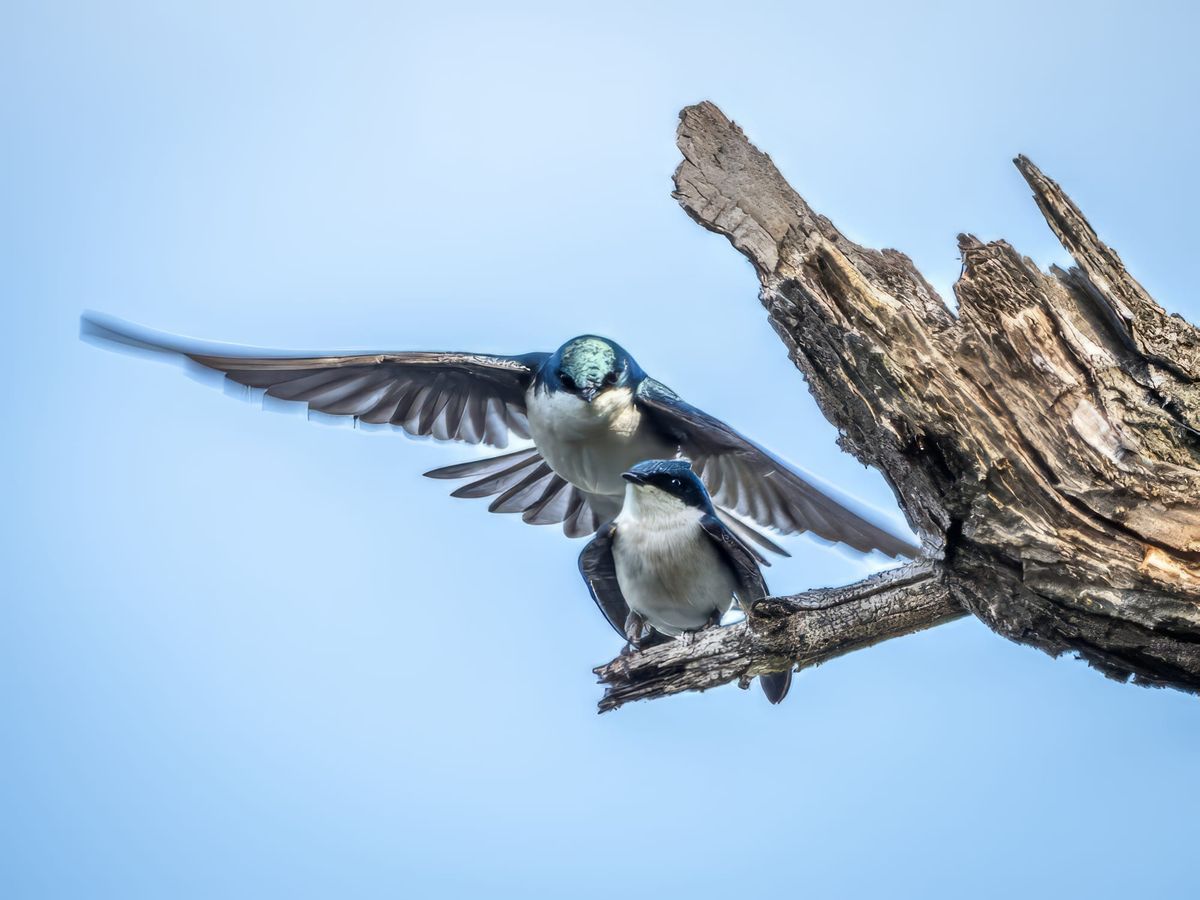 This Week at the Park - April 25-May 2, 2025