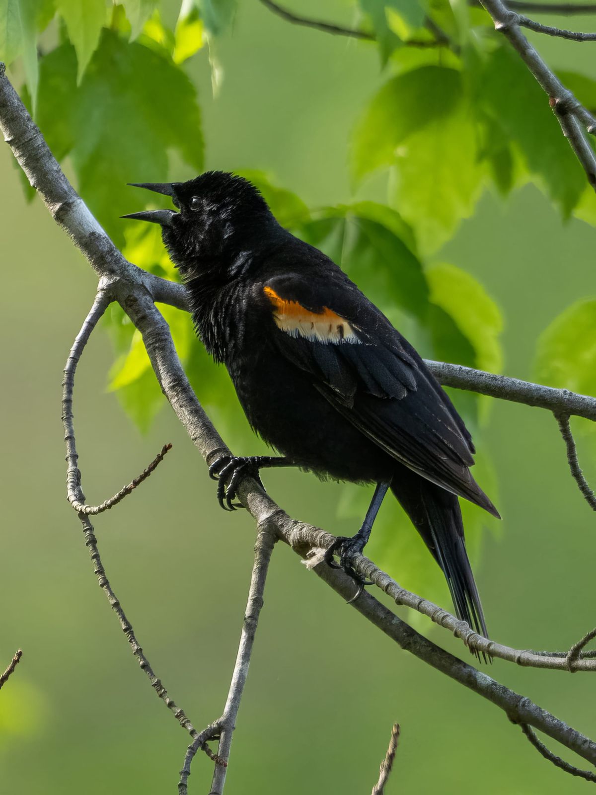 This Week at Nixon Park  - May 3-9