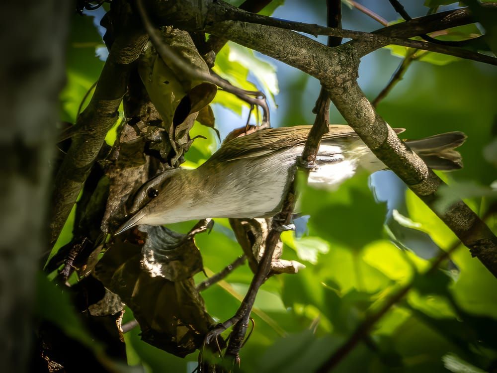 This Week at Nixon Park - June 7-14