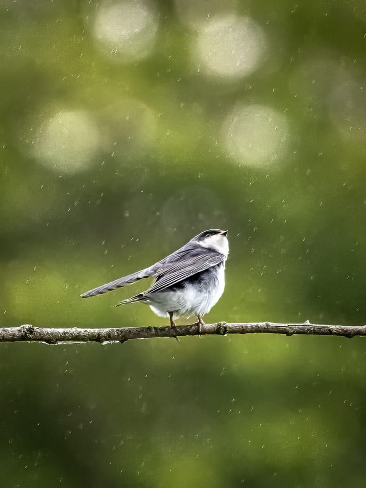 This Week at Nixon Park - June 14-21