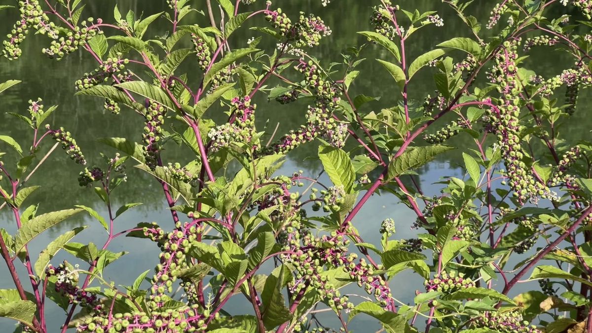 This Week at Nixon Park - July 22-29