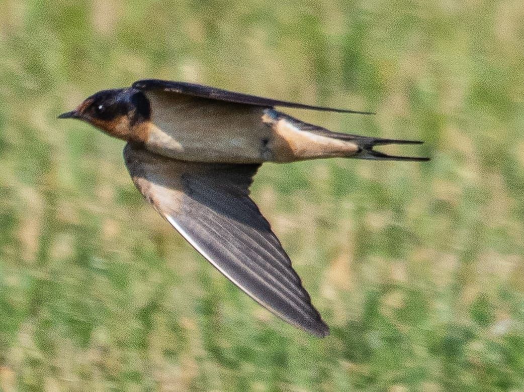 This Week at Nixon Park - June 29 - July 6