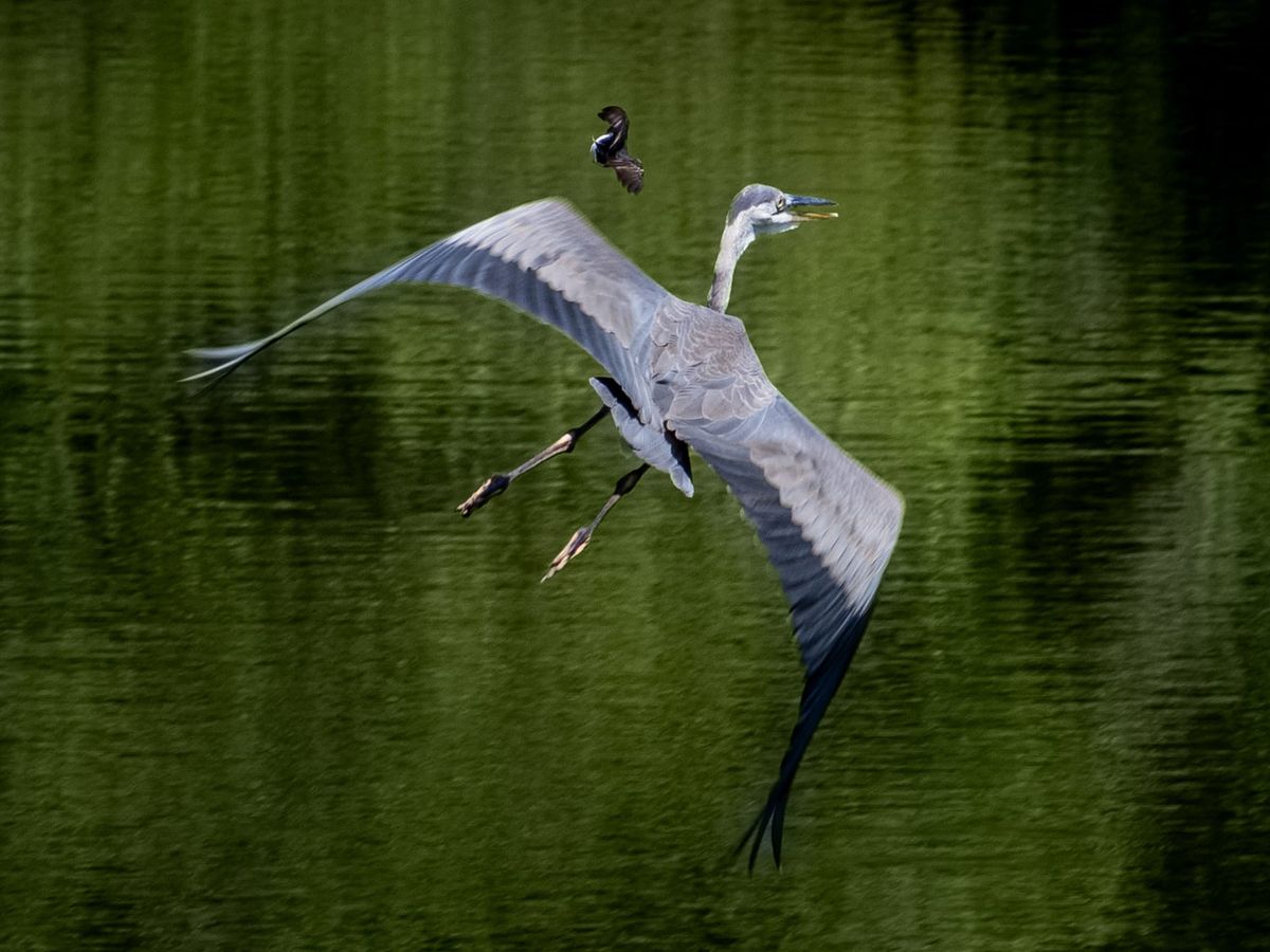 This Week at Nixon Park - July 6 -13