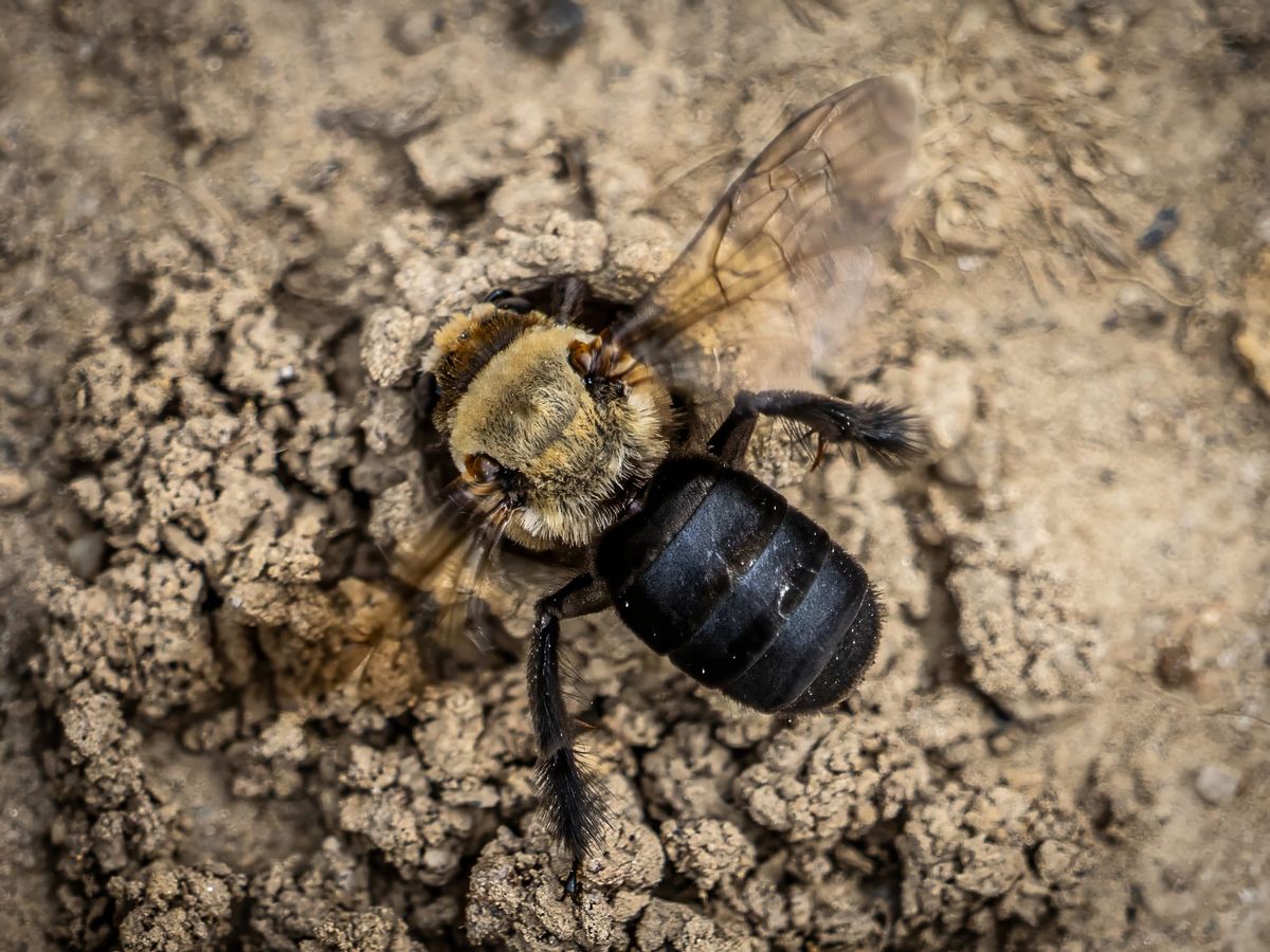 Hibiscus Turret Bees