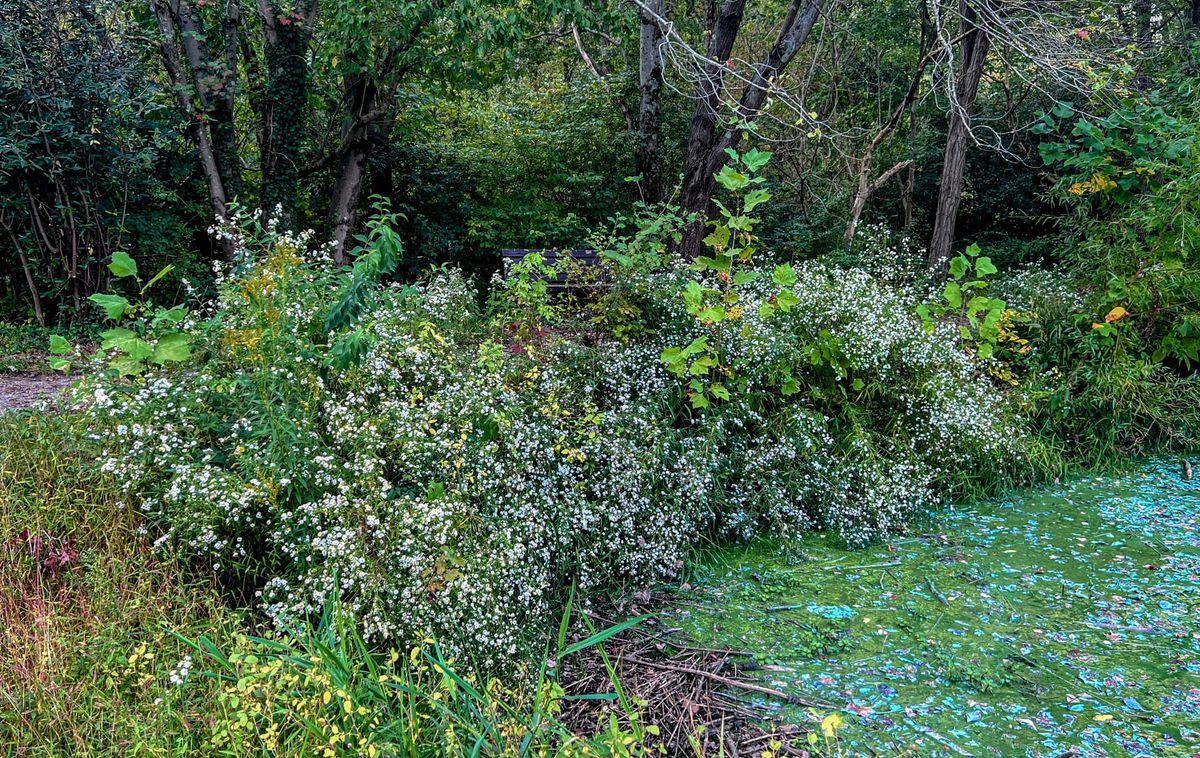 Asters, Beggarticks, Smartweeds, & Goldenrod