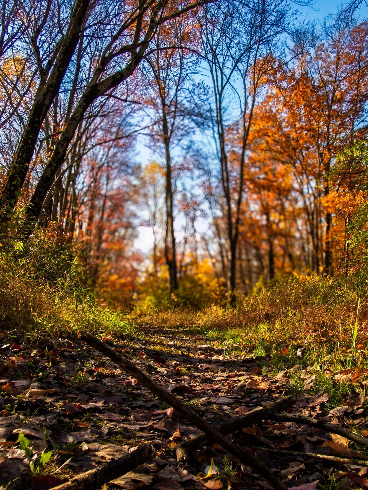 This Week at Nixon Park - November 1-7