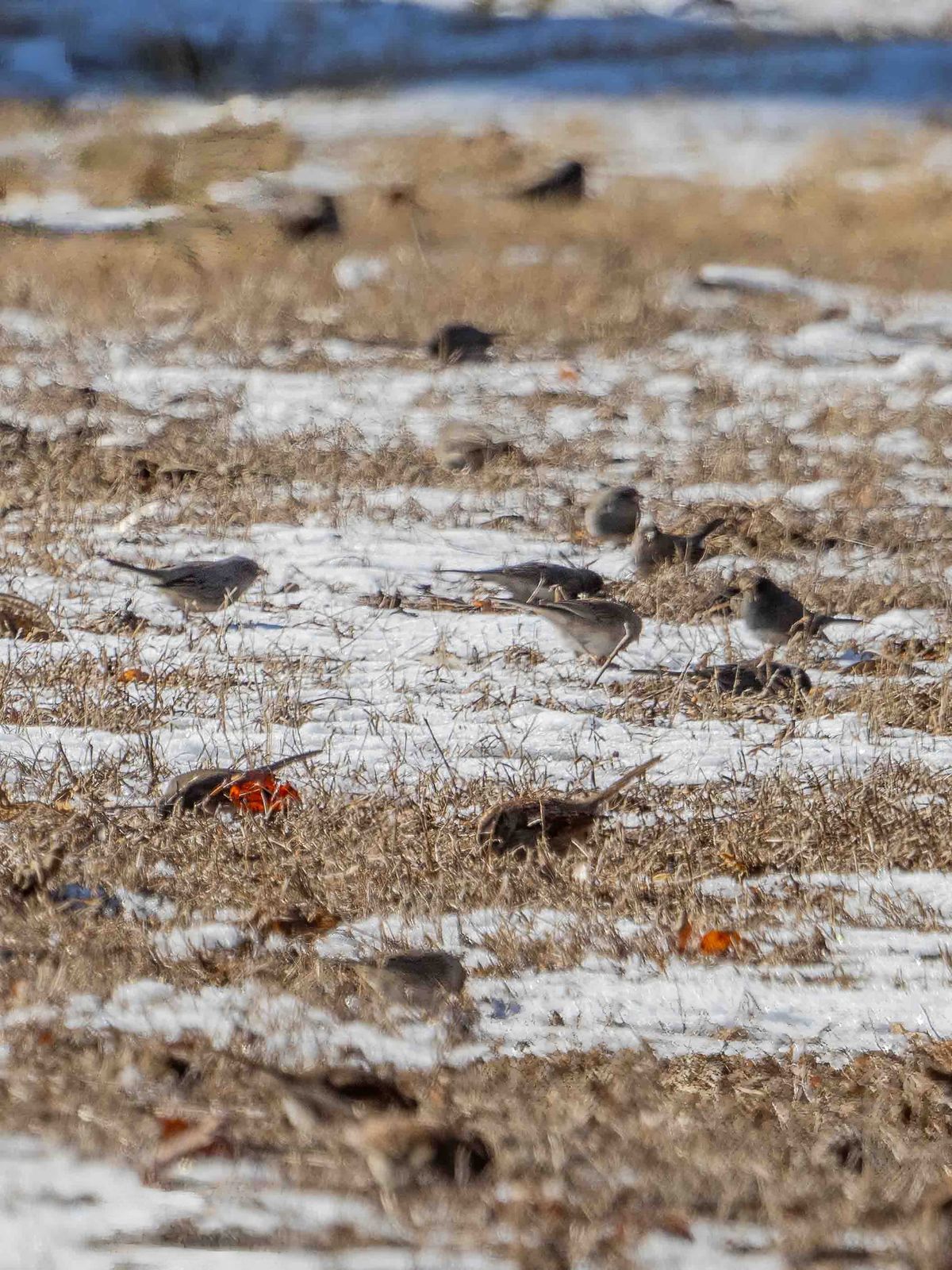 Winter Bird Alliances
