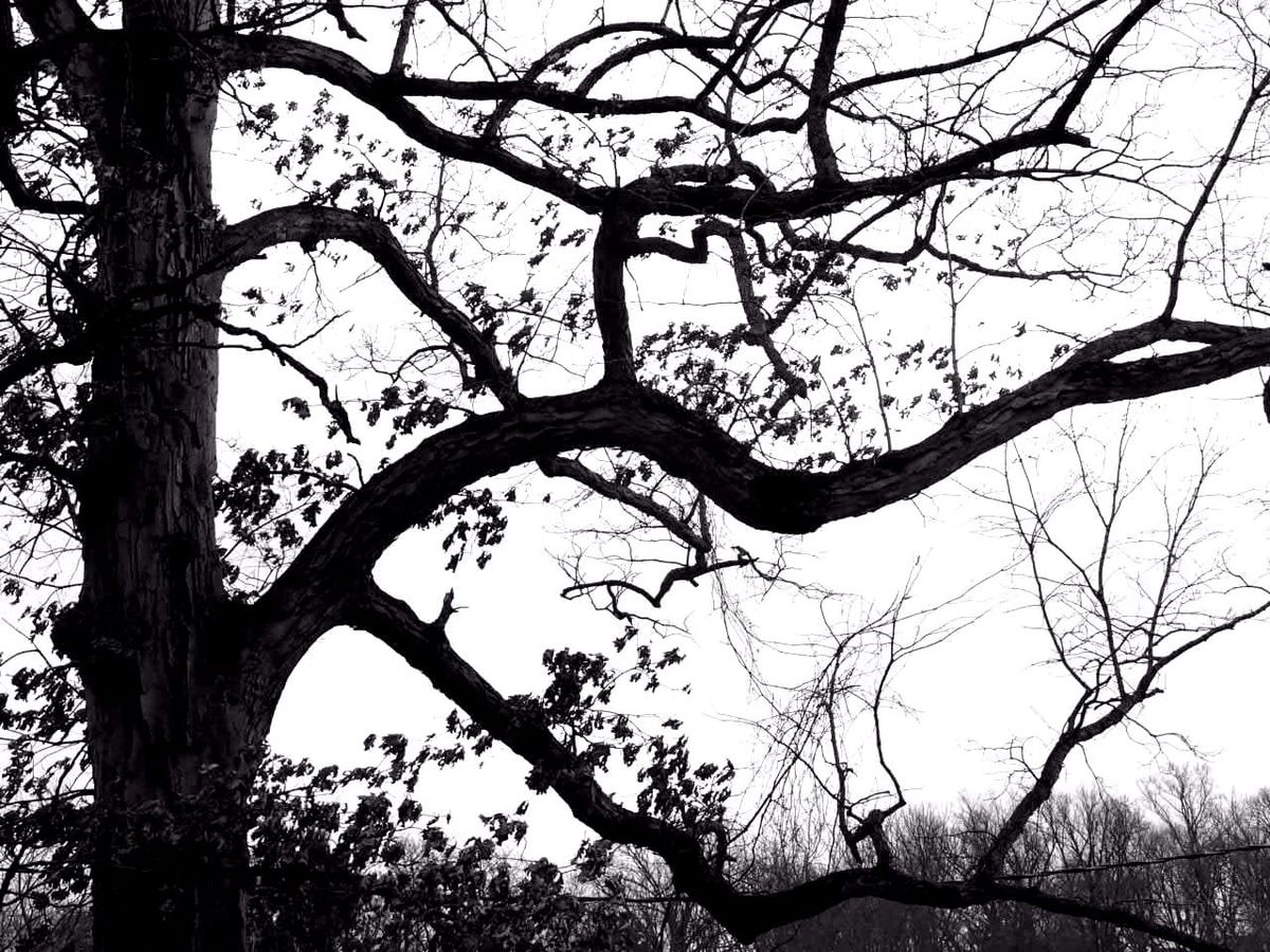 Recently at Nixon Park - January 2026