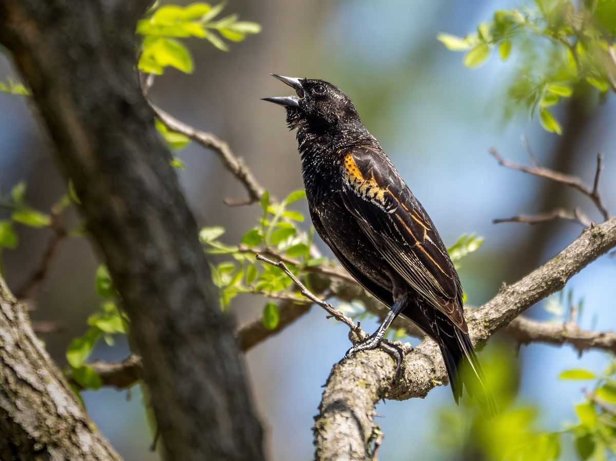 April 11-17 Nixon Park