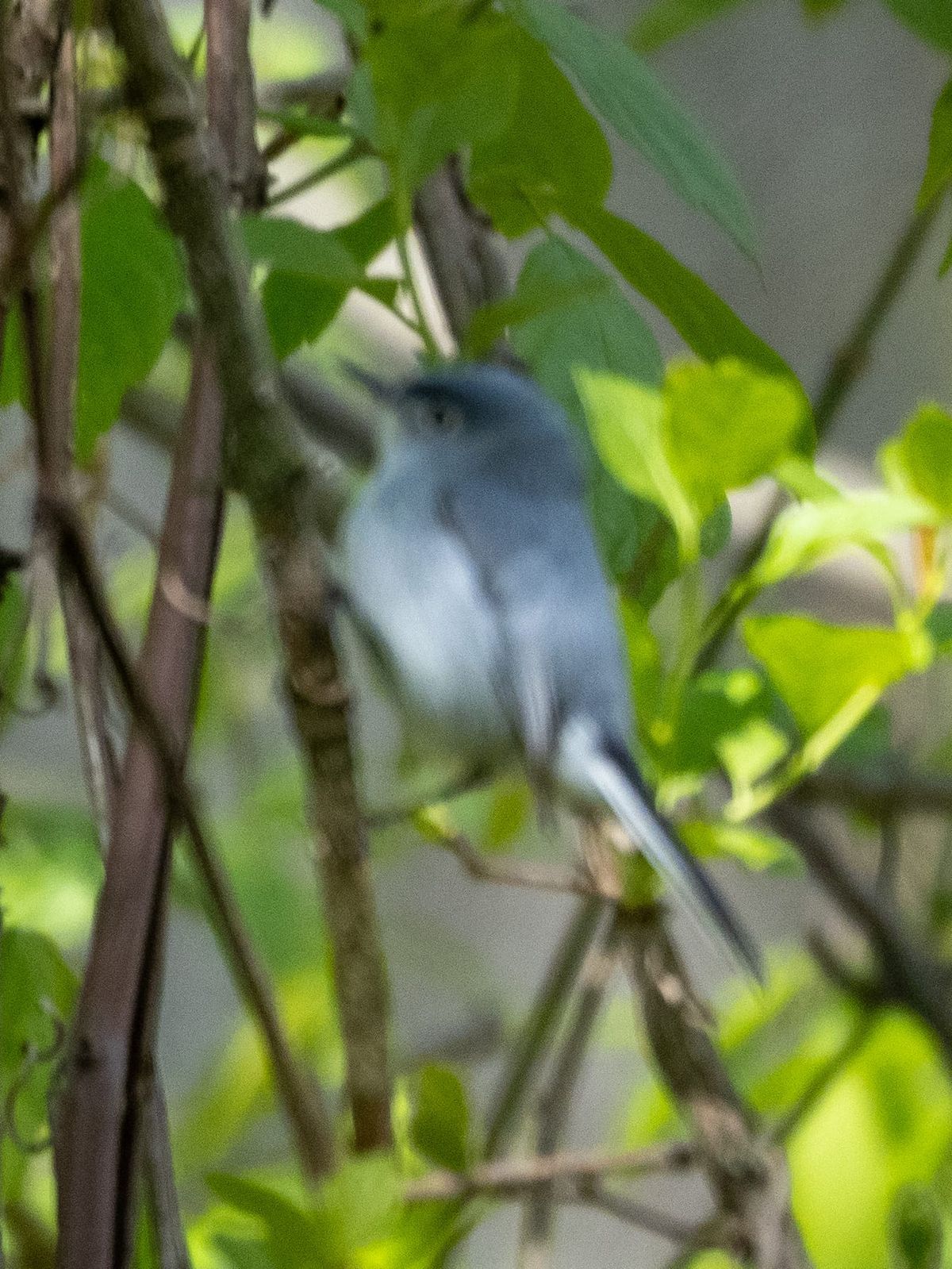 Interesting Birds, Bad Photos