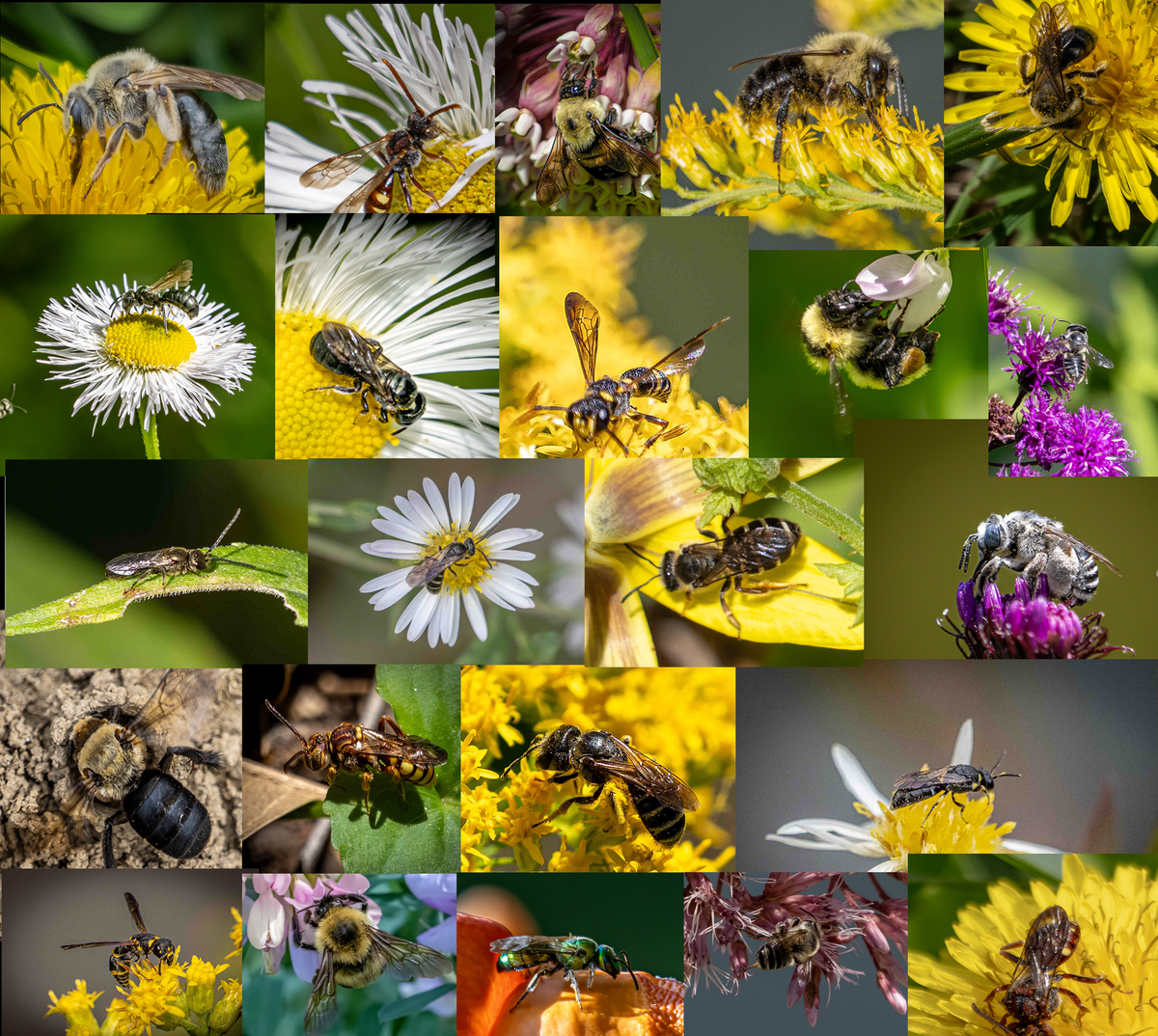 The Bees at Nixon Park