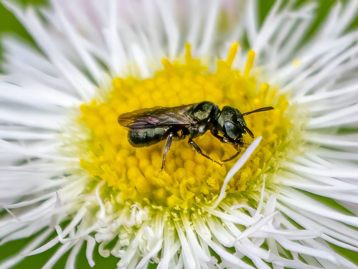 Ceratina - The Tiny Carpenter Bee