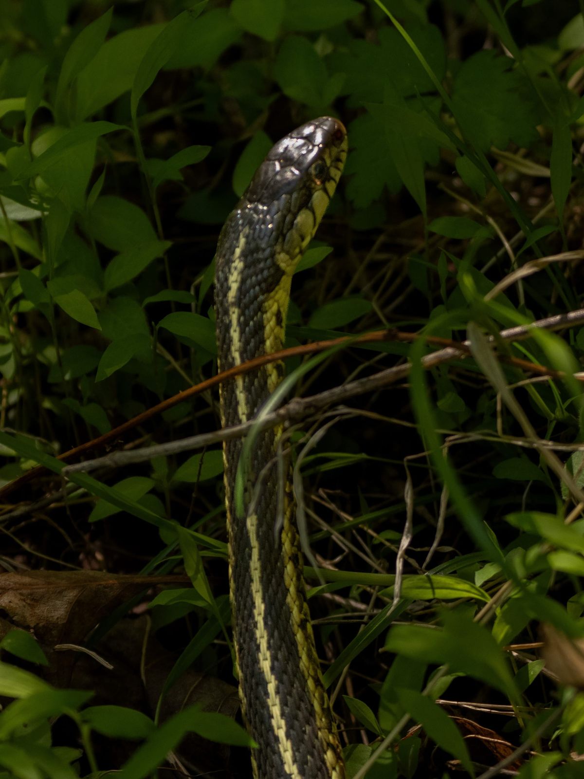Periscoping Snakes