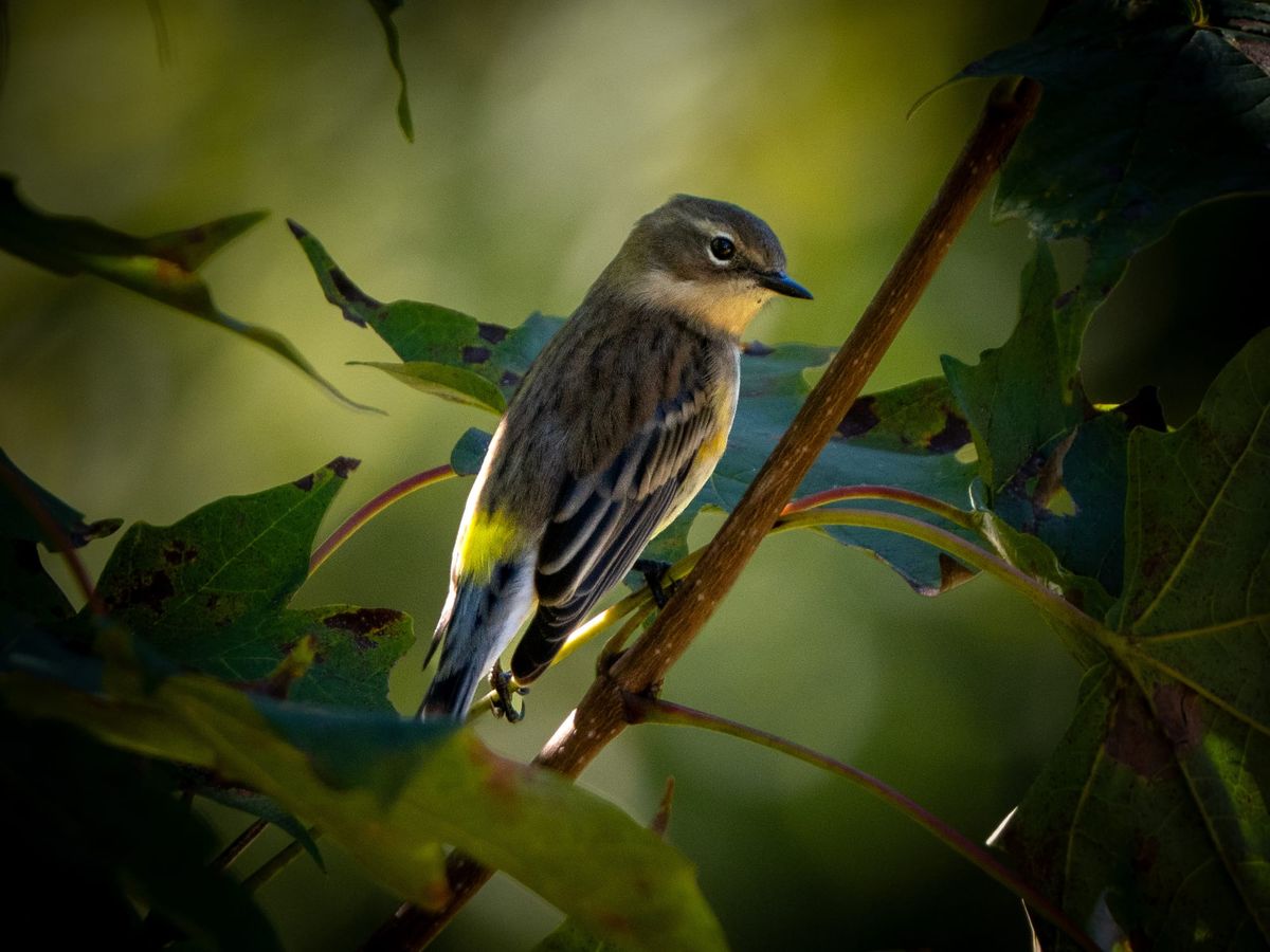 A flash of yellow