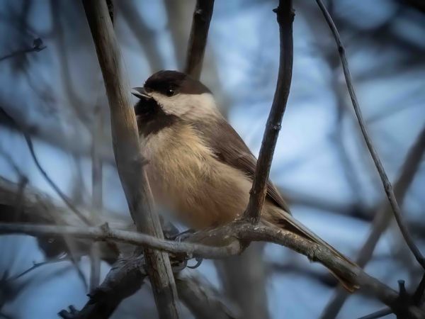 Chickadees